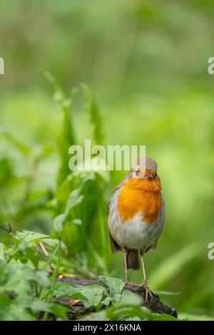 Front view of a robin bird stretching upwards in an alert state Stock ...