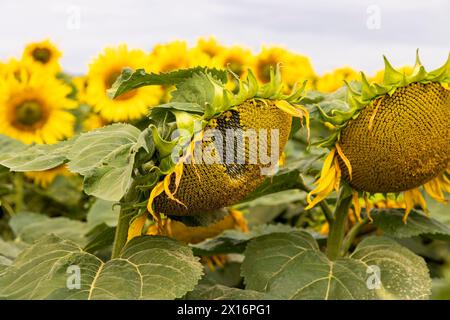 sunflower field in summer during the flowering of sunflower flowers, a field with sunflower flowers in summer in cloudy weather Stock Photo