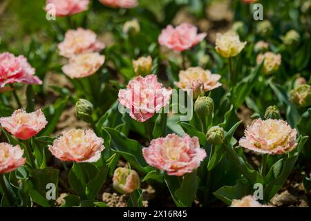 Clouse ap with different types of beautiful tulips in different colors ...