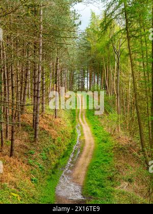 Path through woodland with trees either side and empty track in the ...