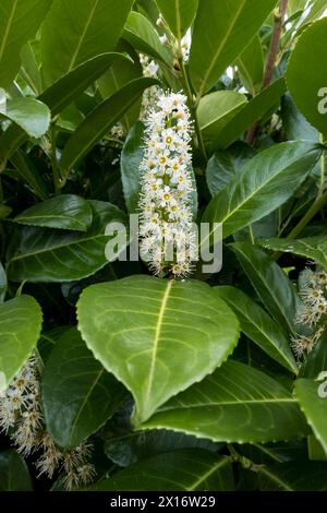 Blossom of Portugal Laurel Tree Stock Photo