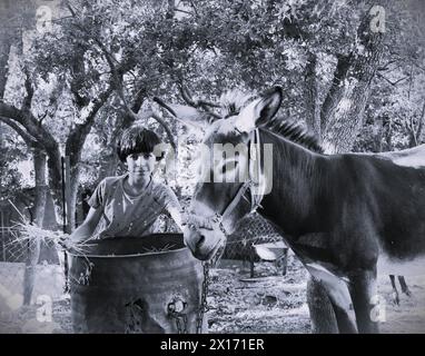 Village lifestyle, country house, domestic donkey in the farm. Ajloun, Jordan. Stock Photo