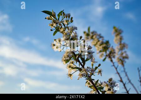 A branch of cherry with white flowers in the rays of the evening sun against the background of clouds and blue sky and other branches Stock Photo