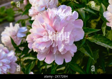 Closeup of a beautiful pink peony with delicate petals and green leaves in a garden bed next to other peonies Stock Photo