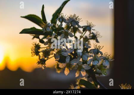 Close-up of a branch of cherry with flowers in the twilight against the backdrop of a bright sunset Stock Photo