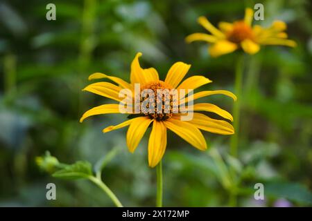 Yellow Heliopsis flower with wide petals close-up against the background of green grass in bokeh Stock Photo