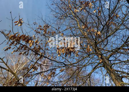 last year's foliage hangs on the branches of an oak tree in February, orange dry foliage on an oak tree that did not fall during leaf fall Stock Photo