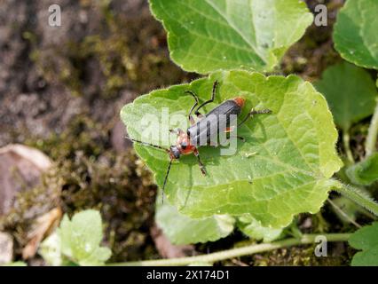 soldier beetle, Weichkäfer, Moine, Cantharis rustica, suszterbogár, Budapest, Hungary, Magyarország, Europe Stock Photo