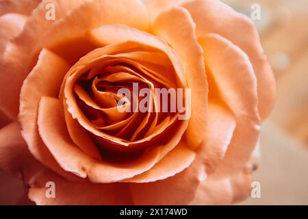 Orange peach rosebud closeup view from above. Macro flower pistils, stamens, petals. Floral backdrop. Aromatic tea rose used for cosmetic production. Stock Photo