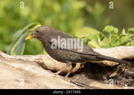 Juvenile Blackbird, fledged in a British Garden with parents Stock Photo