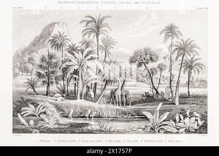 1872 Victorian botanical picture in William Rhind: Monocots - Palms & Plantain. Shows Plantain, Cabbage Palm, Coconut, Fan, Oil and Talipot Palms. Stock Photo