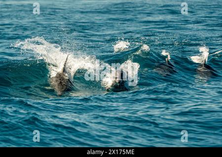 A pod of bottlenose dolphins jumping in sea waves of ligurian mediterranean sea Stock Photo