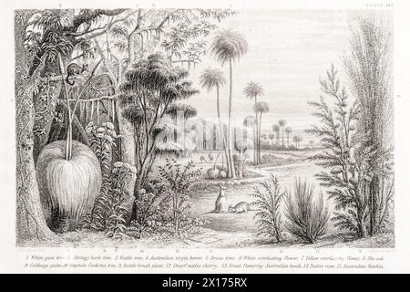 1872 Victorian botanical picture in William Rhind: Australian Trees & Shrubs. Gum tree, Stringy bark tree, Bottle Brush plant, & other exotic plants. Stock Photo