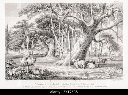 1872 Victorian botanical picture in William Rhind: Banyan & Boabab Trees. Shows Camphor tree, Umbrella tree, Araucaria, Victoria regia, Socotrine Aloe Stock Photo