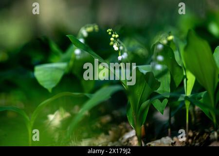 Maiglöckchen Im Wald Deutschland, Berlin-Grunewald: Einige Stängel von Maiglöckchen stehen in voller weißer Blüte. *** Lily of the valley In the forest Germany, Berlin Grunewald Some stems of lily of the valley are in full white bloom Stock Photo