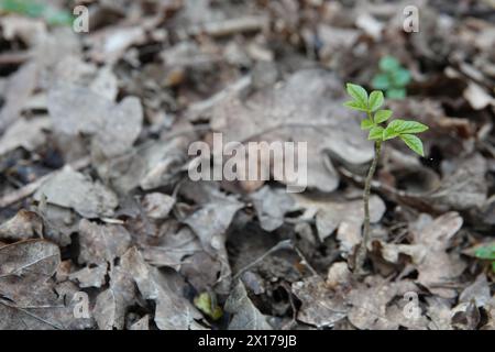 Spring UK, New Ash Sapling Stock Photo