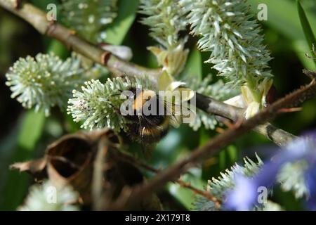 Spring UK, Bumblebee on Willow Catkin Stock Photo