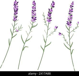 vector lavender flower set. flowers of lavender. lavender plants for logo. isolated on white background Stock Vector