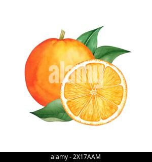 Watercolor orange and slice citrus food composition.  Hand drawn illustration isolated on white background Stock Photo