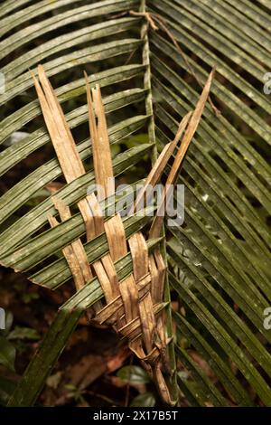 Palm leaf woven in forest Stock Photo - Alamy
