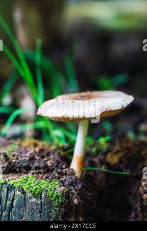 Earthy mushroom sprouting from a moss-covered tree stump in a lush forest Stock Photo