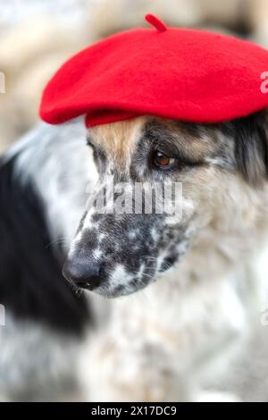 Big white and black mixed breed dog in bright red beret in autumn park, portrait close-up Stock Photo