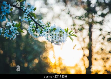 Blooming cherry tree Stock Photo