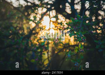 Blooming apple tree Stock Photo