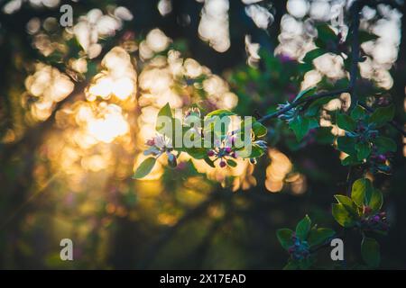 Blooming apple tree Stock Photo