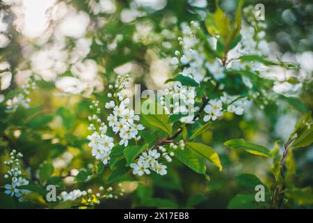 Blooming bird cherry Stock Photo