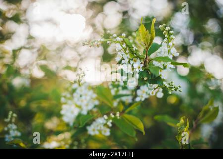 Blooming bird cherry Stock Photo