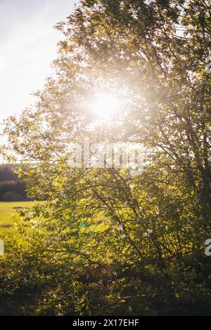 Blooming bird cherry Stock Photo