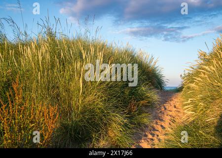 Sand Dunes, Beadnell Bay, Northumberland Stock Photo