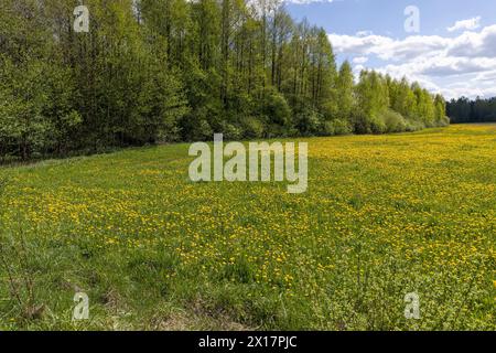 yellow dandelion flowers in the field in spring, growing grass and yellow dandelions in sunny weather Stock Photo