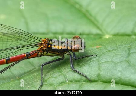 Detailed closeup on the European Large red damselfly, Pyrrhosoma nymphula, sitting on a green leaf Stock Photo