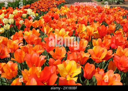 Tall orange and yellow variegated single late tulip, tulipa ‘El Nino’ in flower. Stock Photo