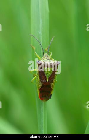 Detailed closeup on the adult imago hawthorn shield bug, Acanthosoma haemorrhoidale hiding in the grass Stock Photo