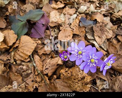 Liverworts on foliage, Hepatica nobilis, leafy heath, Bad Duerrheim, Baden-Wuerttemberg, Germany Stock Photo