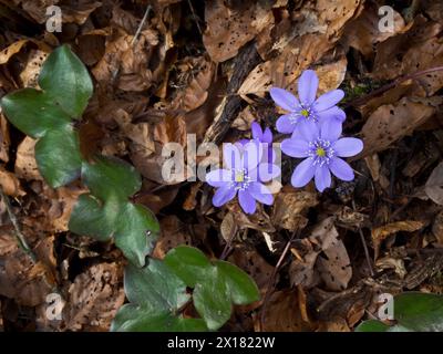 Liverworts on foliage, Hepatica nobilis, leafy heath, Bad Duerrheim, Baden-Wuerttemberg, Germany Stock Photo