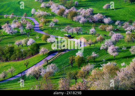 Postbus amidst blossoming cherry trees (Prunus avium), orchard in spring, Canton Solothurn, Switzerland Stock Photo