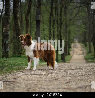 beautiful long-haired brown and white dog poses for a portrait on a dirt road that goes towards the background entering a forest full of trees and gre Stock Photo