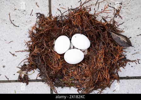 Three white chicken eggs in the nest Stock Photo
