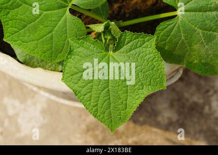 Green pumpkin leaves close up view, Love shaped pumpkin leaves, Heart shaped Stock Photo