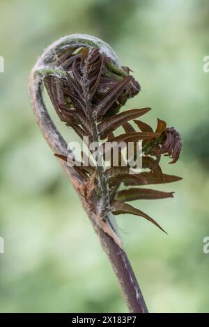 Royal fern (Osmunda regalis Purpurascens), budding, Emsland, Lower Saxony, Germany Stock Photo