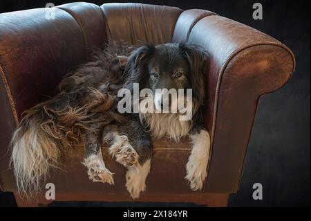 Old, tired Border Collie in his leather armchair, Mecklenburg-Vorpommern, Germany Stock Photo