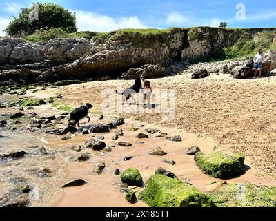 Image of dogs playing and running through the sand on the beach Stock Photo