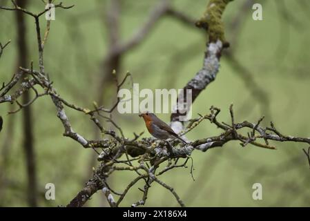 European Robin (Erithacus rubecula) Perched on Mossy Branches in Left-Profile, Lower Middle of Image, with Insects in Beak, taken in April in Wales Stock Photo