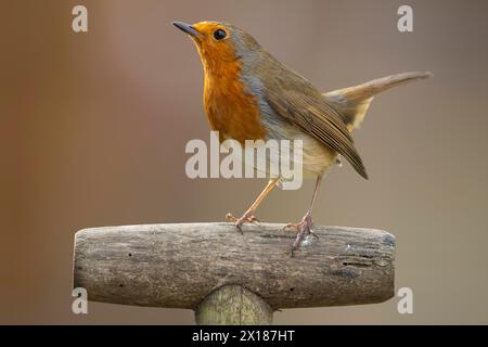 European robin (Erithacus rubecula) adult bird on a garden fork handle, England, United Kingdom Stock Photo