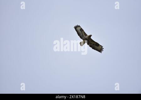 Underneath View of a Common Buzzard (Buteo buteo) Soaring Upwards from Left to Right, against a Pale Blue Sky, taken in mid-Wales, UK in April Stock Photo