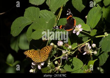 Silver-washed fritillary butterfly (Argynnis paphia) and Red admiral butterfly (Vanessa atalanta) two adults feeding on Bramble flowers, Suffolk Stock Photo